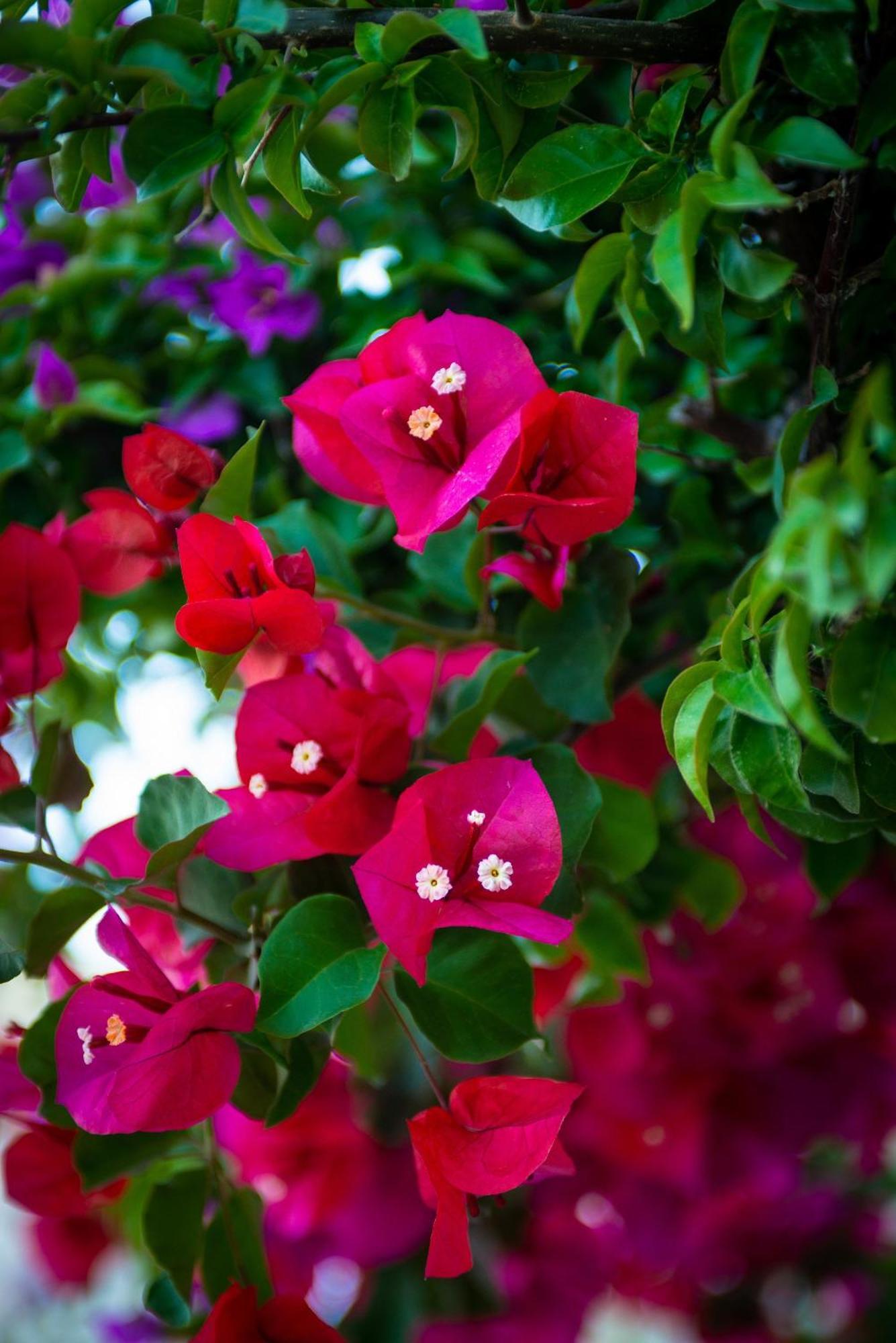 Bougainville Bay *