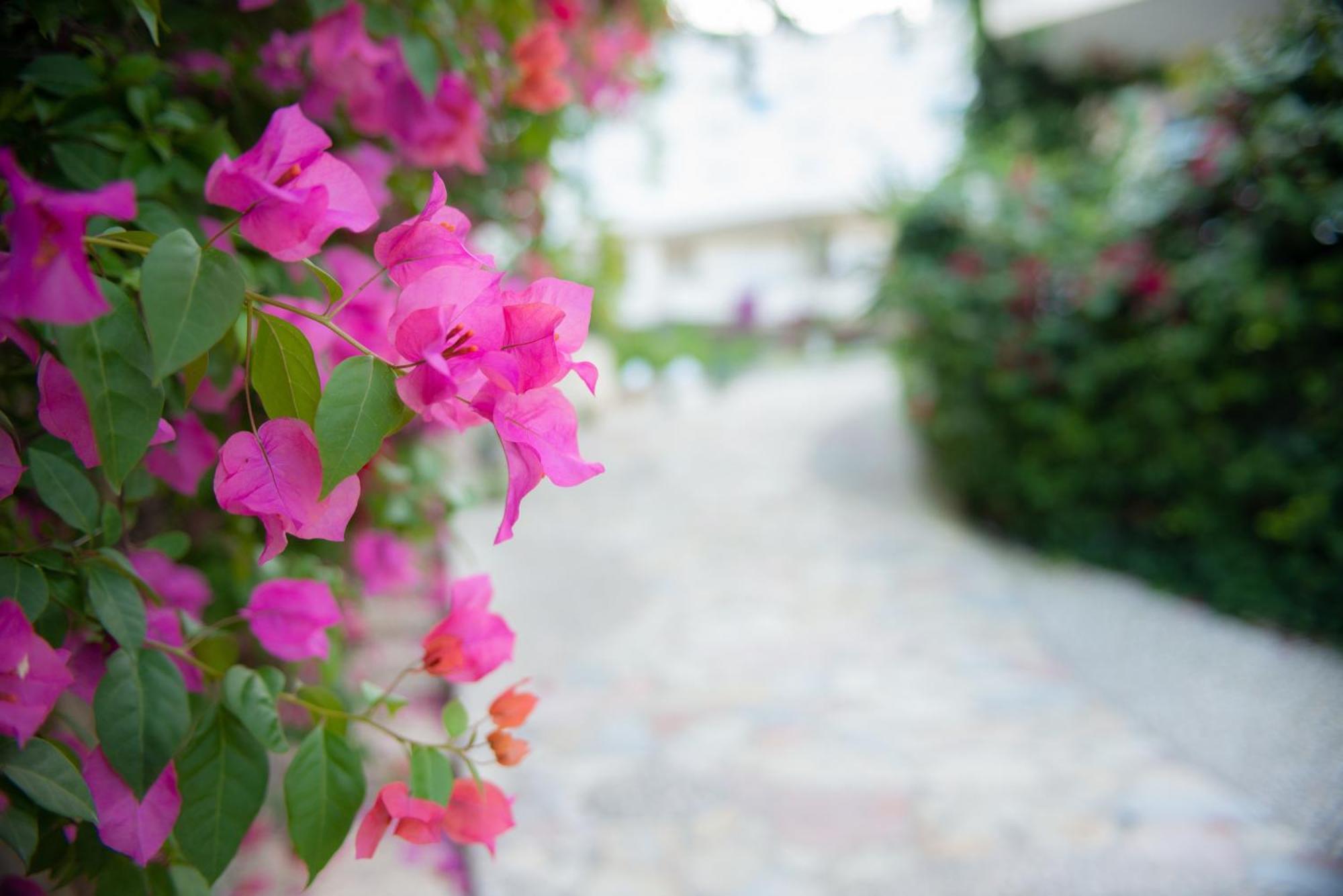 Appartamento Bougainville Bay *