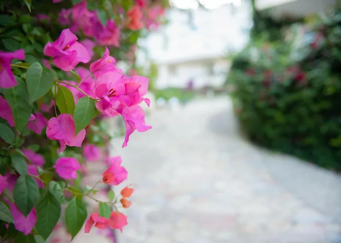 Bougainville Bay Apartments